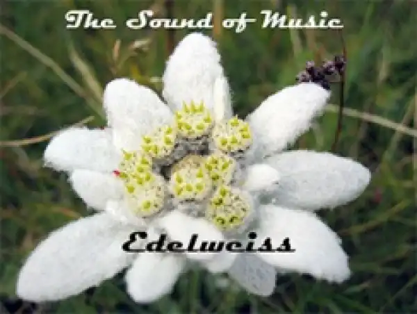 The Sound of Music - Edelweiss